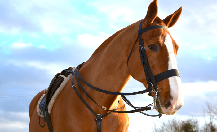 horse-close